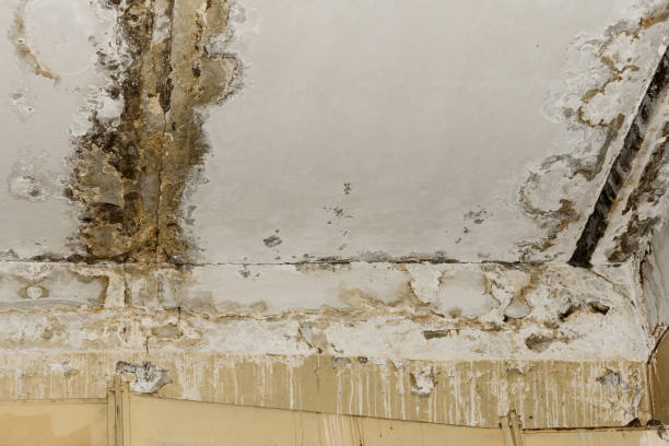 Best Real Estate Mold Inspection  in Enterprise, AL