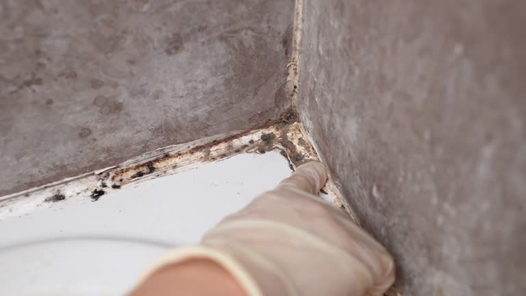 Best Comprehensive Air Testing for Mold Contaminants  in Enterprise, AL